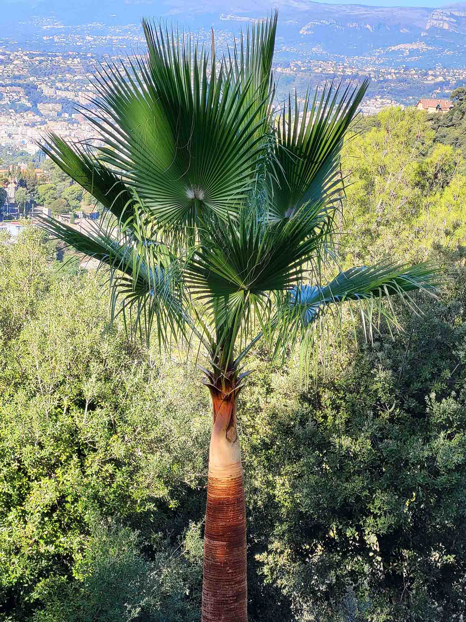 coupe palmier Jardins et Progrès Nice paysagiste nice-elagage cannes-jardinier antibes-creation de jardin monaco-amenagement paysager menton