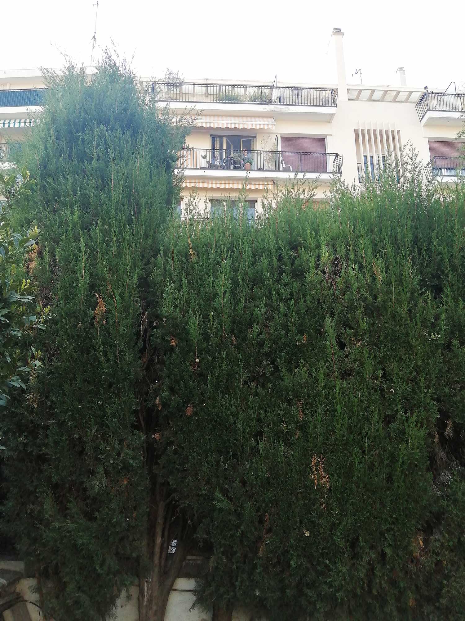 paysagiste nice-elagage cannes-jardinier antibes-creation de jardin monaco-amenagement paysager menton