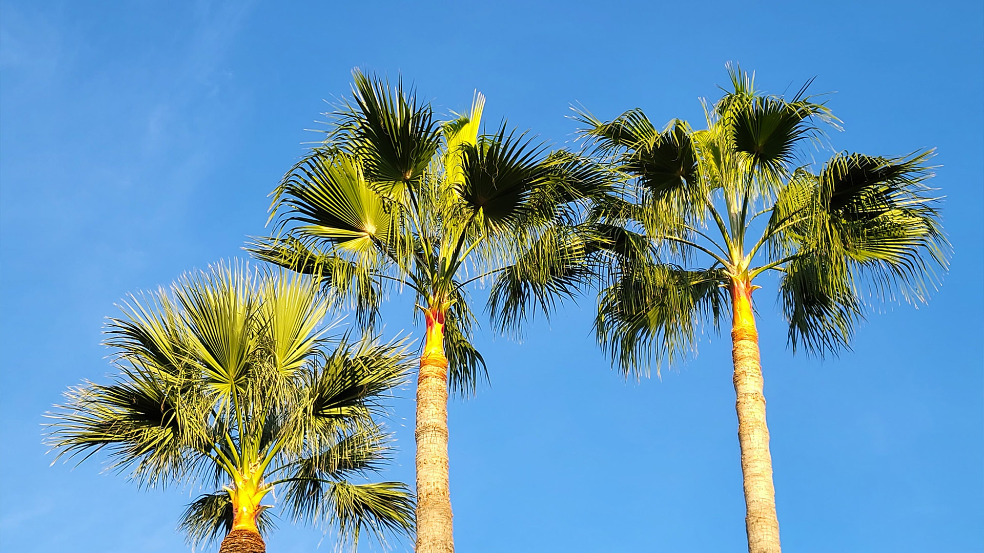 Jardins et Progrès Nice paysagiste nice-elagage cannes-jardinier antibes-creation de jardin monaco-amenagement paysager menton